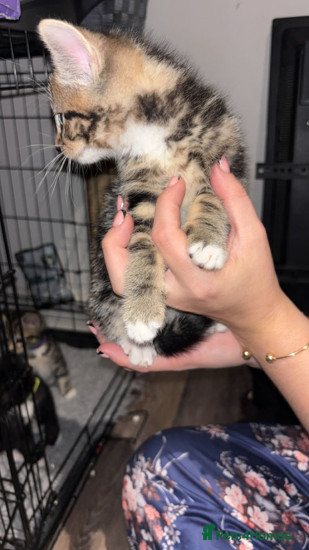 Mixed Breed cats for sale: Tabby kitten - Advert 4