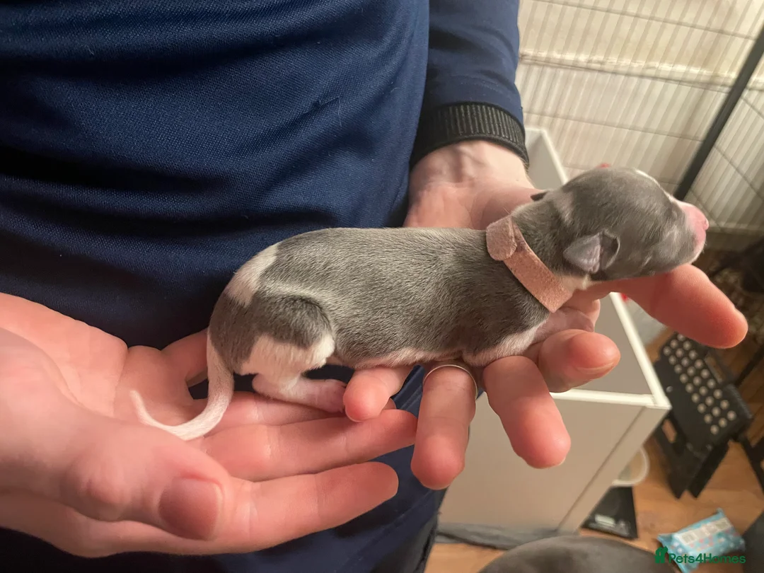 Whippet dogs for sale: KC whippet puppies for sale - Advert 7