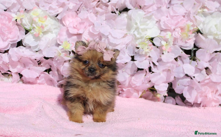 Pomeranian dogs - Advert 2