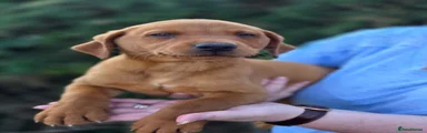 Labrador Retriever 1