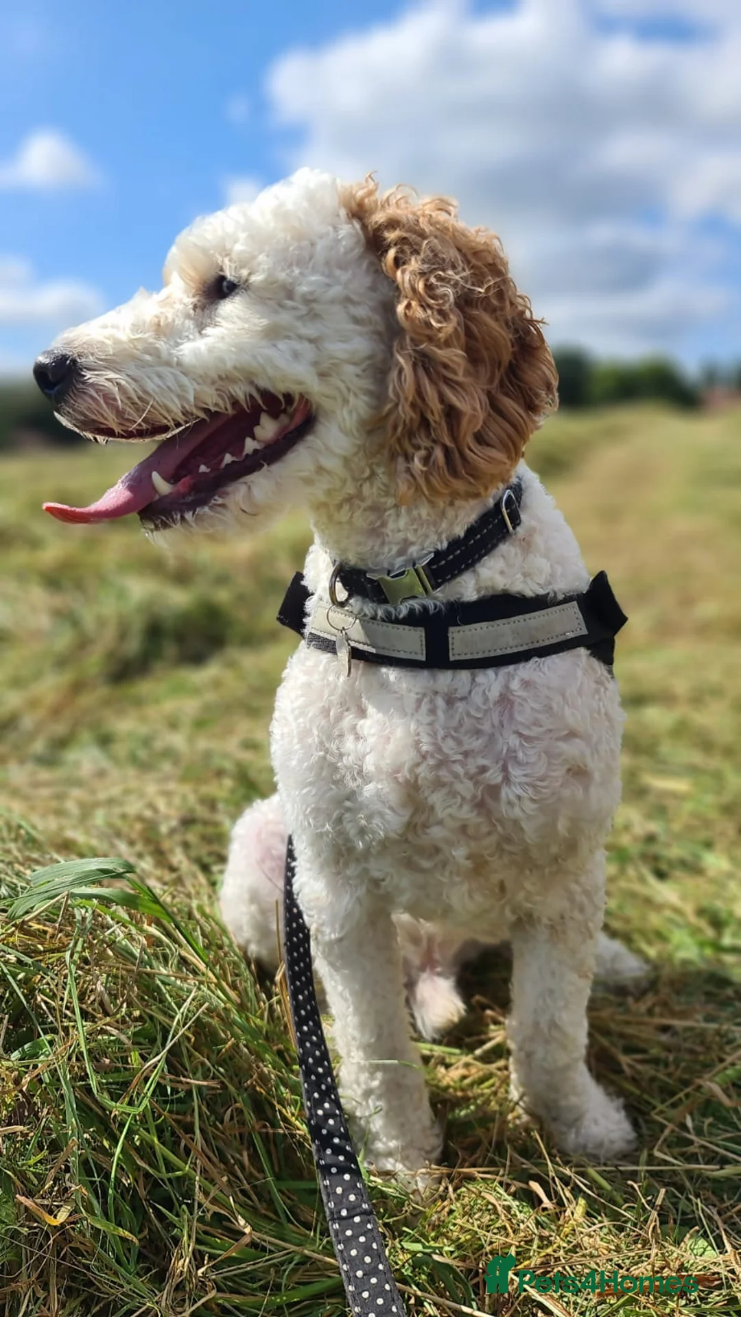 Cavapoo dogs for stud: Extensively health tested Cavapoo stud proven in Ilkeston - Advert 3