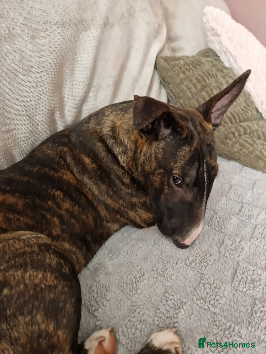 English Bull Terrier dogs for sale: Gorgeous george - Advert 6
