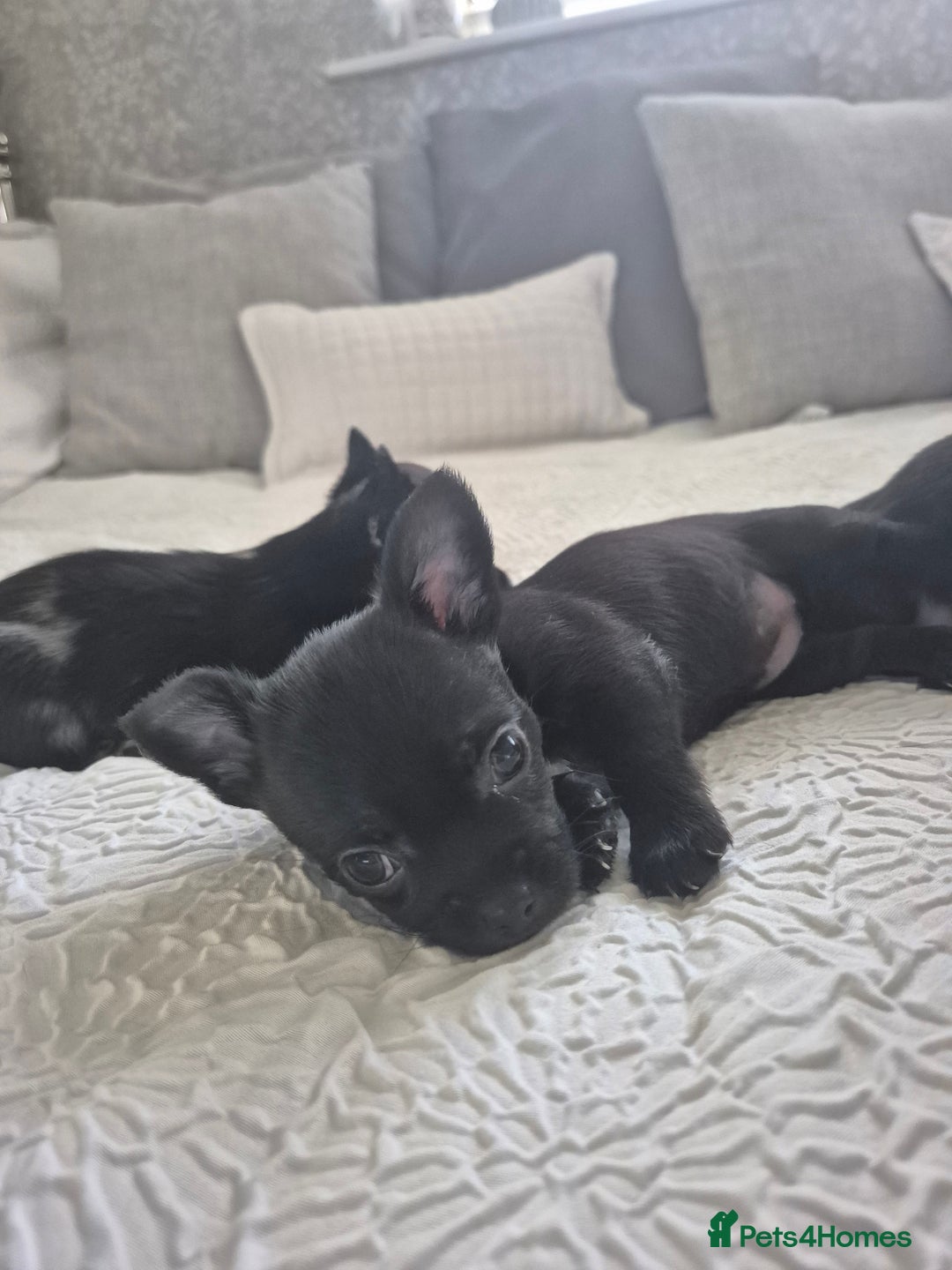 Chihuahua dogs for sale: 4 pure breed chihuahua, 2 merle  2 twins - Advert 27