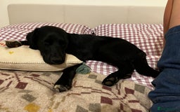 Mixed Breed dogs for sale: 1 year old cocker x collie male  - Image 5