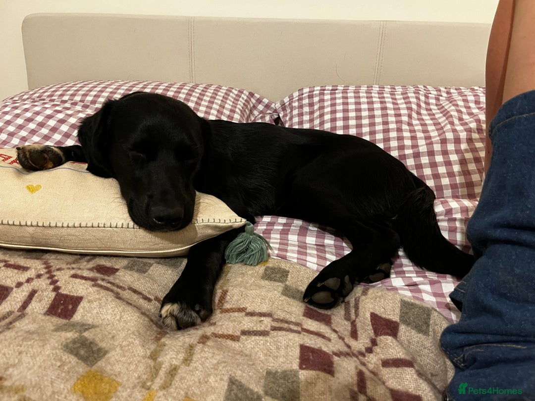 Mixed Breed dogs for sale: 1 year old cocker x collie male  - Image 5