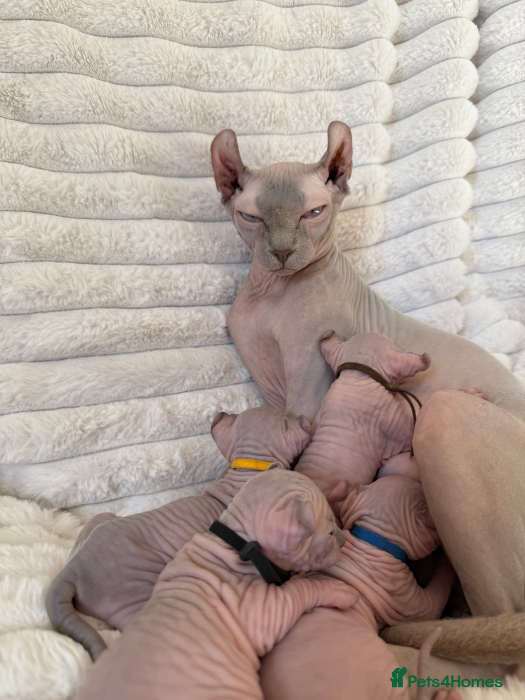 Sphynx cats for sale: TICA ACTIVE QUEEN🐈‍⬛ - Advert 3