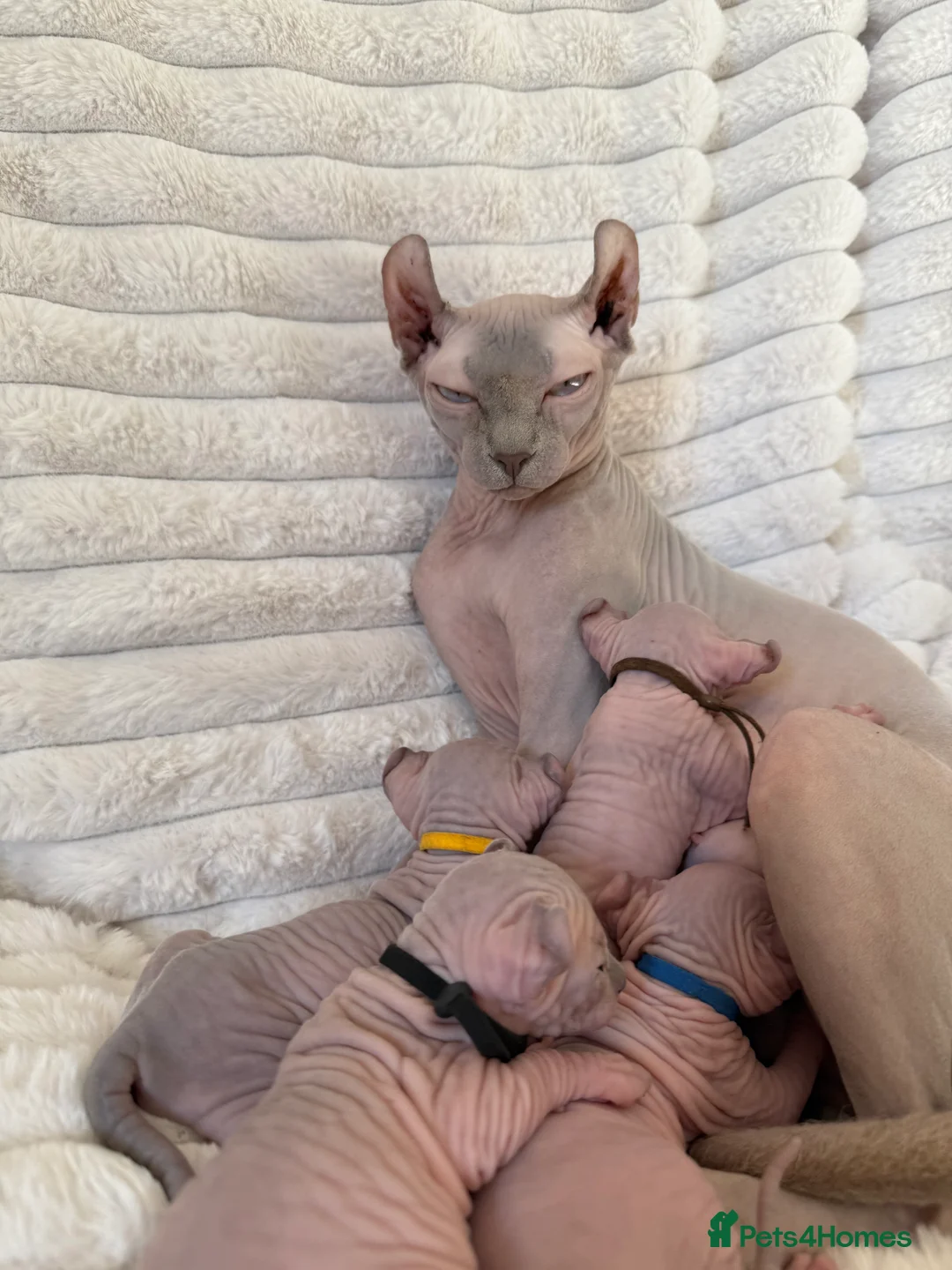 Sphynx cats for sale: TICA ACTIVE QUEEN🐈‍⬛ - Advert 3