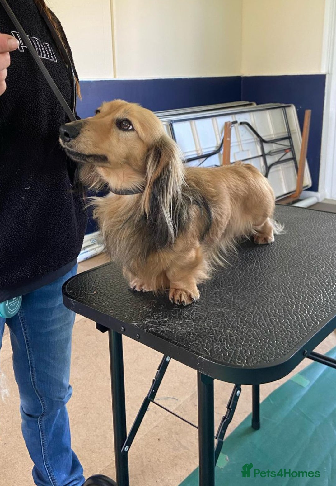 Miniature Dachshund dogs for sale: Kc. Reg. Shaded Cream Miniature Longhaired Boy - Image 4