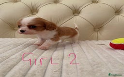 Cavalier King Charles Spaniel dogs for sale: 🐶 true miniature King Charles puppy’s 🐶 - Image 14
