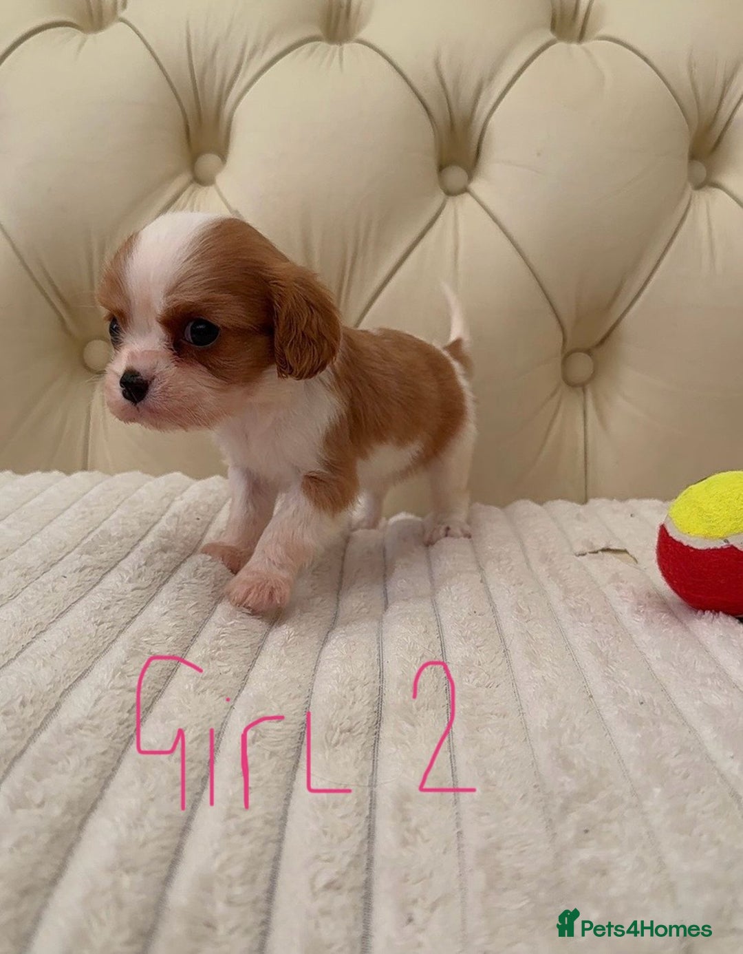 Cavalier King Charles Spaniel dogs for sale: 🐶 true miniature King Charles puppy’s 🐶 - Image 14