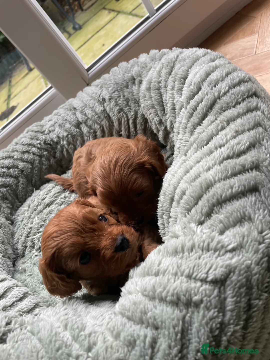 Cavapoo dogs for sale: F1 Toy Cavapoo puppies  - Advert 4