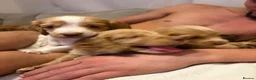 Cocker Spaniel dogs for sale: Cocker Spaniel puppies 5 week old 💛 - Advert 15