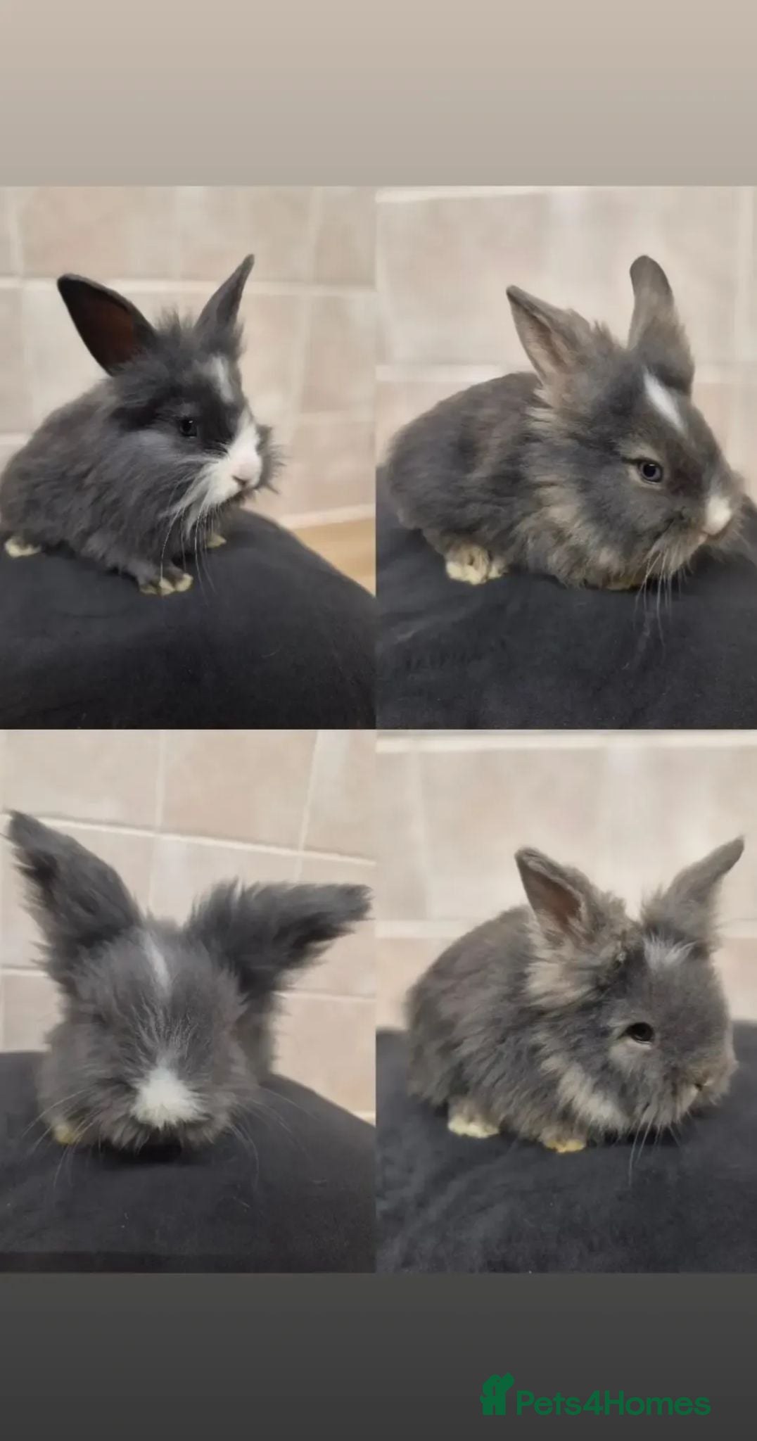 Angora rabbits Angora x lion head available from 29th Aug - Advert 1