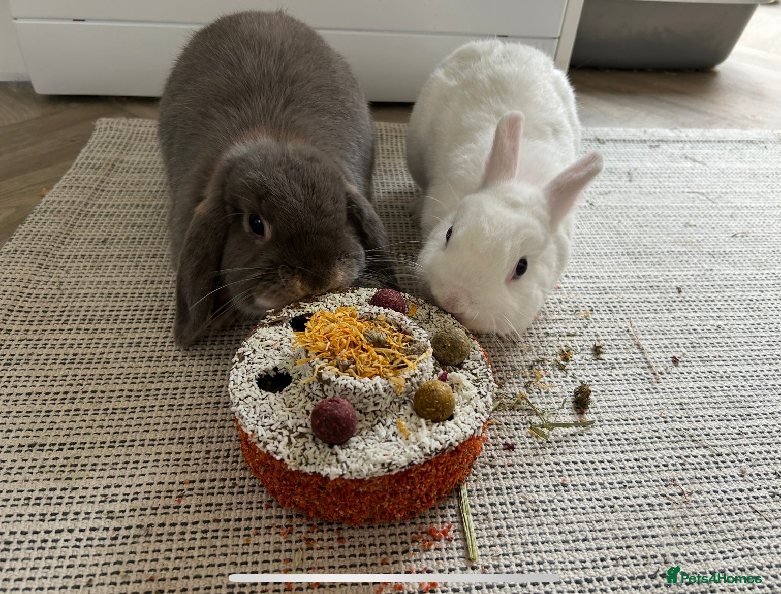 Mini Lop rabbits Female Mini Lop and Male Netherland Dwarf Pair - Advert 14
