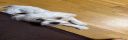 Bichon Frise dogs for sale: Sweet boy bichon freeze  - Advert 6