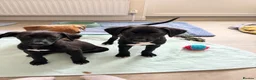 Lurcher dogs for sale: 4 beautiful girls looking for there forever homes  - Advert 11
