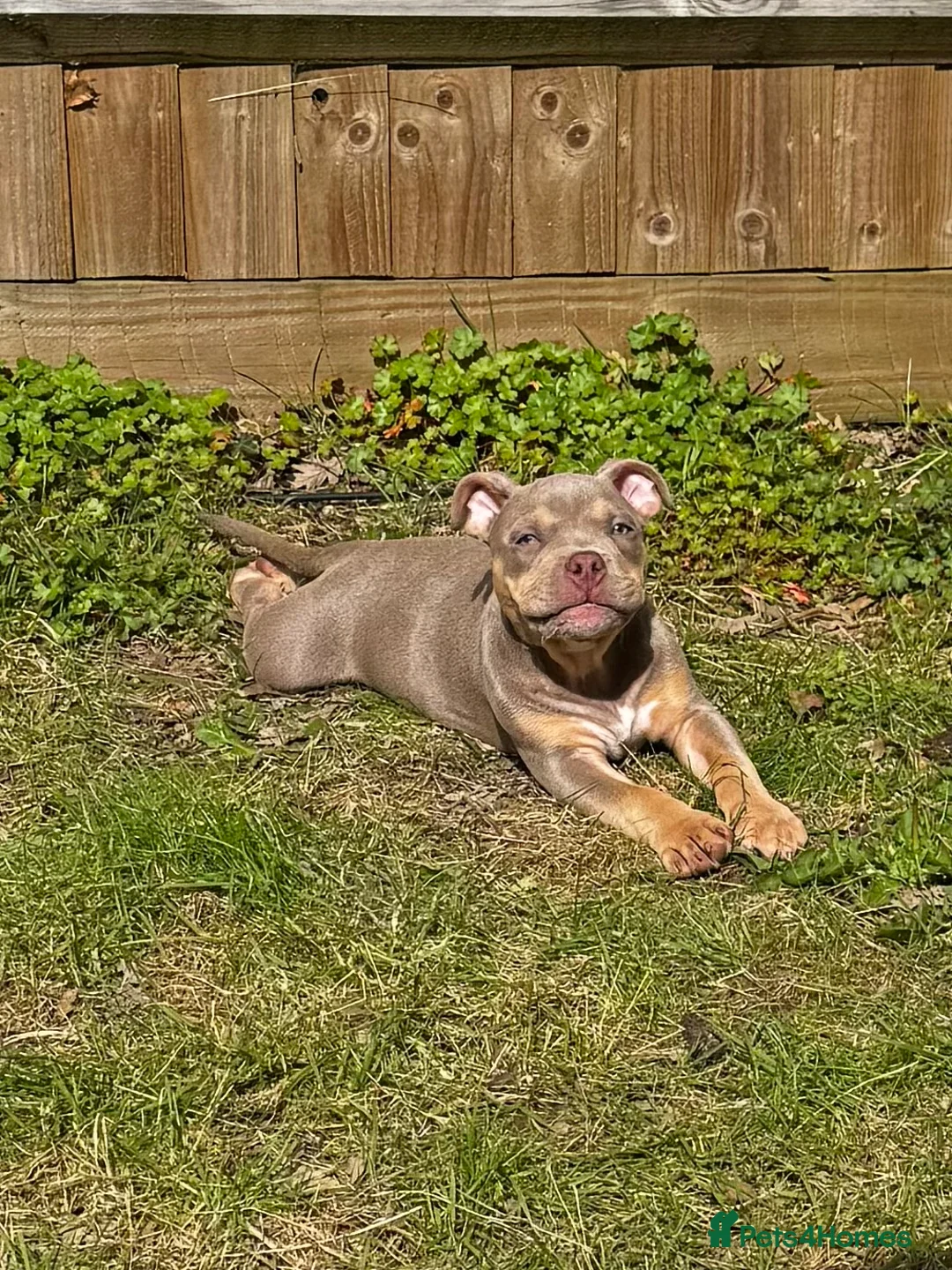 American Bully dogs for sale: Beautiful pocket bully boy - Advert 1