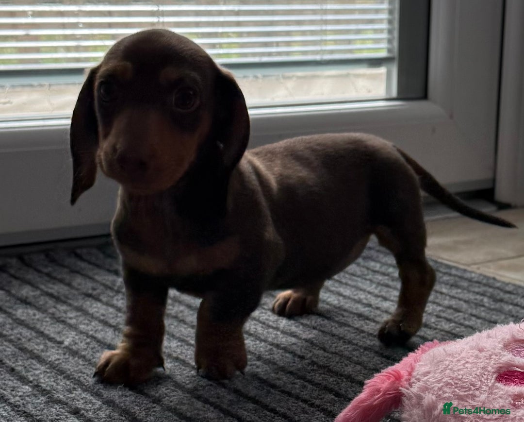 Miniature Dachshund dogs for sale: Beautiful miniature dachshunds ready now 🩷 - Image 1