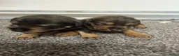 Mixed Breed dogs for sale: Miniature schnoxie/schnauzund puppy’s  - Advert 9