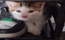 Mixed Breed cats for sale: Three kittens  - Image 2