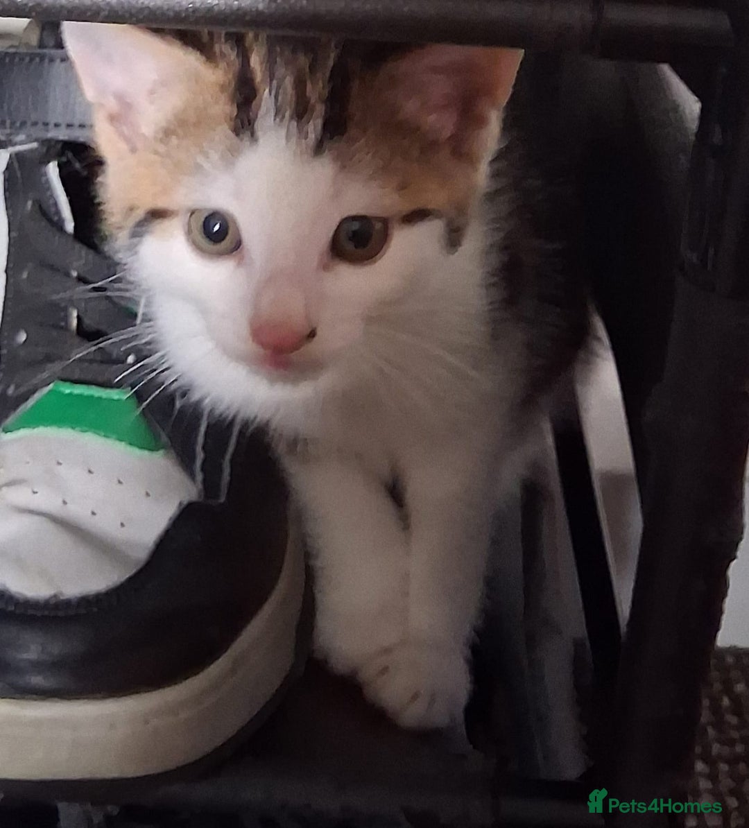 Mixed Breed cats for sale: Three kittens  - Image 2
