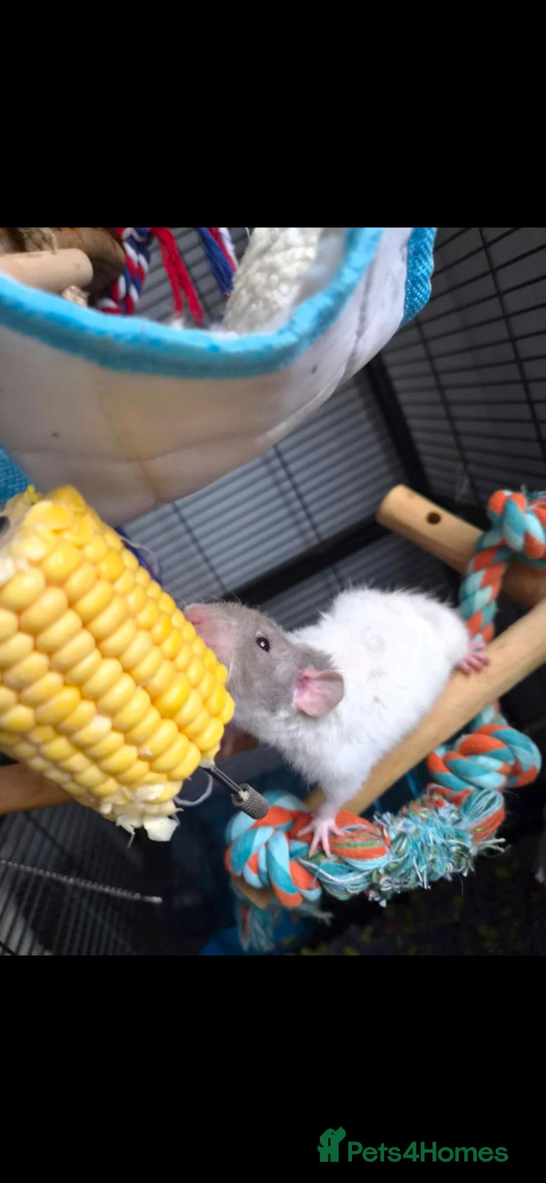 Rat rodents for sale: Adorable Pair Of Dumbo Ratties 🤍🩶 - Advert 4