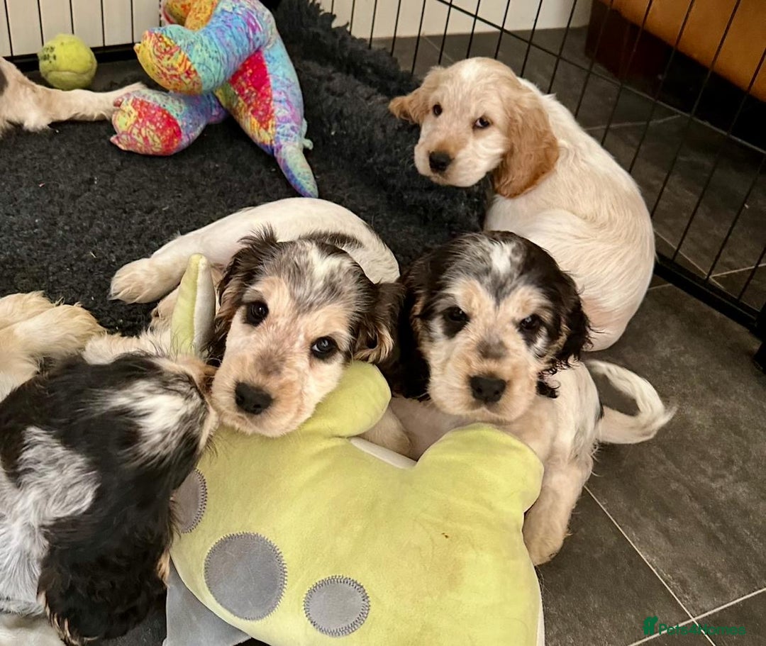 Cocker Spaniel dogs for sale: 4 Beautiful Puppies. KC Sable Show Cocker Puppies  - Image 20