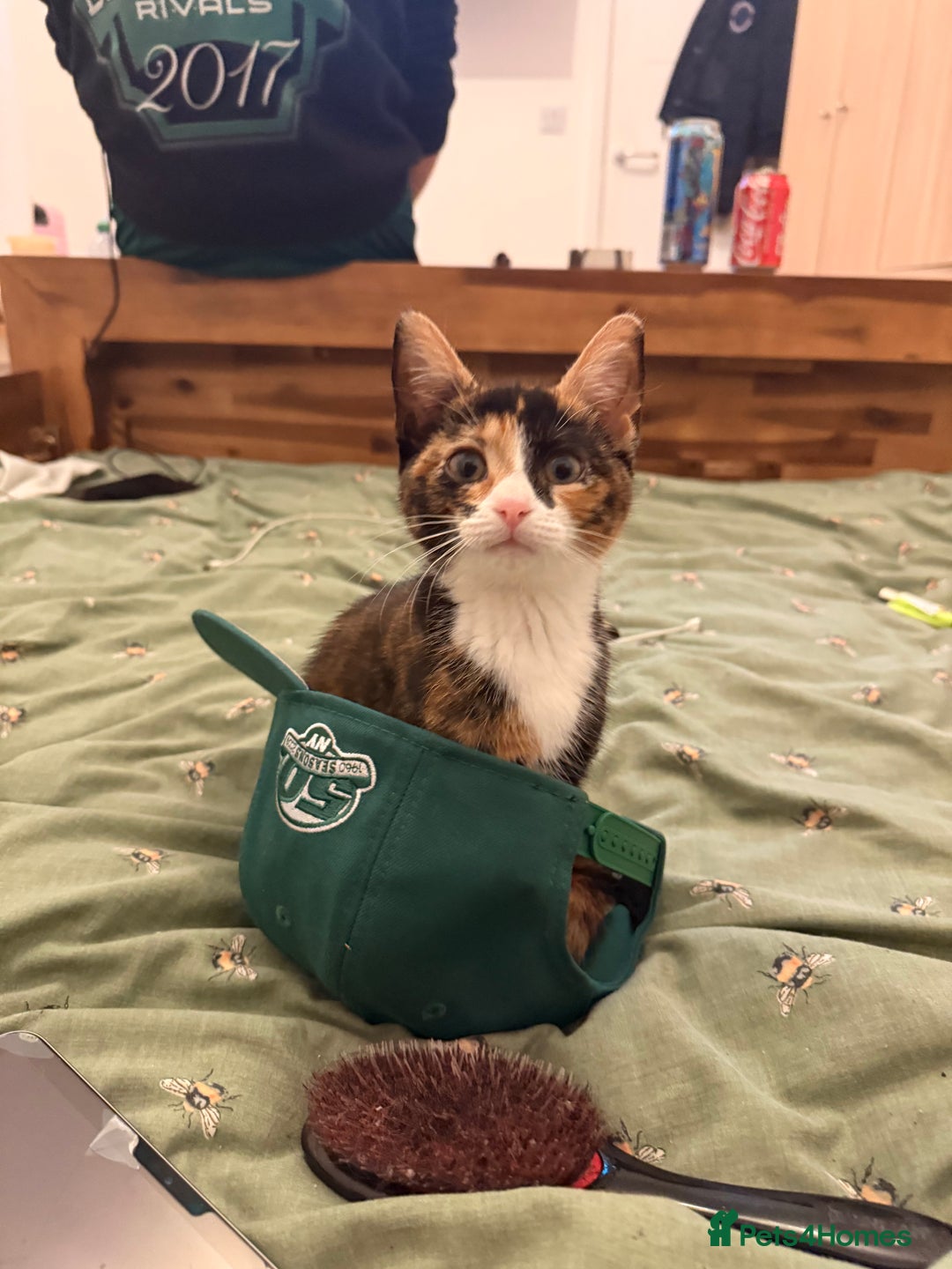 Mixed Breed cats for sale: Calico kittens both female  - Advert 10