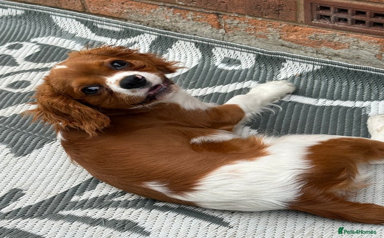 Cavalier King Charles Spaniel dogs - Advert 9