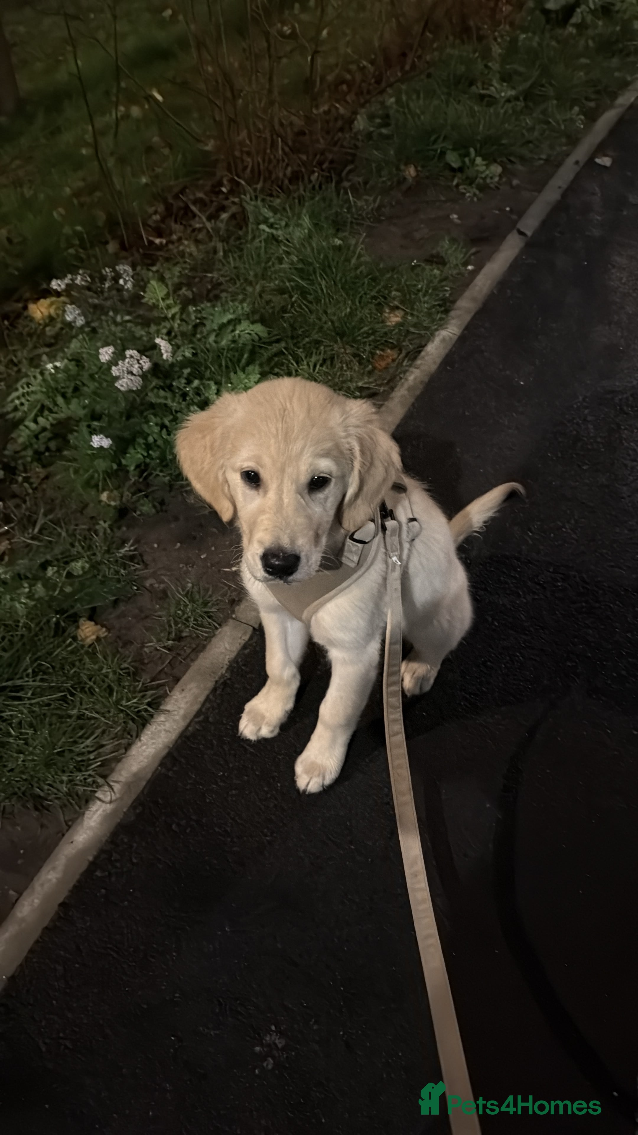 Golden Retriever dogs 13 week old golden retriever  - Advert 1