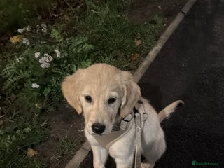 Golden Retriever dogs 13 week old golden retriever - Advert 1