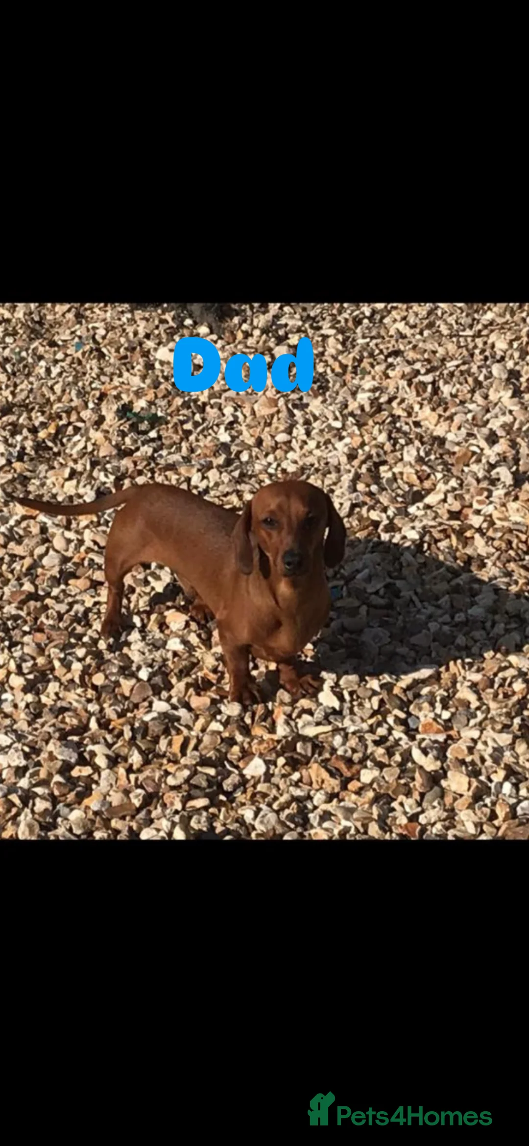 Dachshund dogs for sale: 7 gorgeous minature dachshund puppy’s🐶 - Advert 10