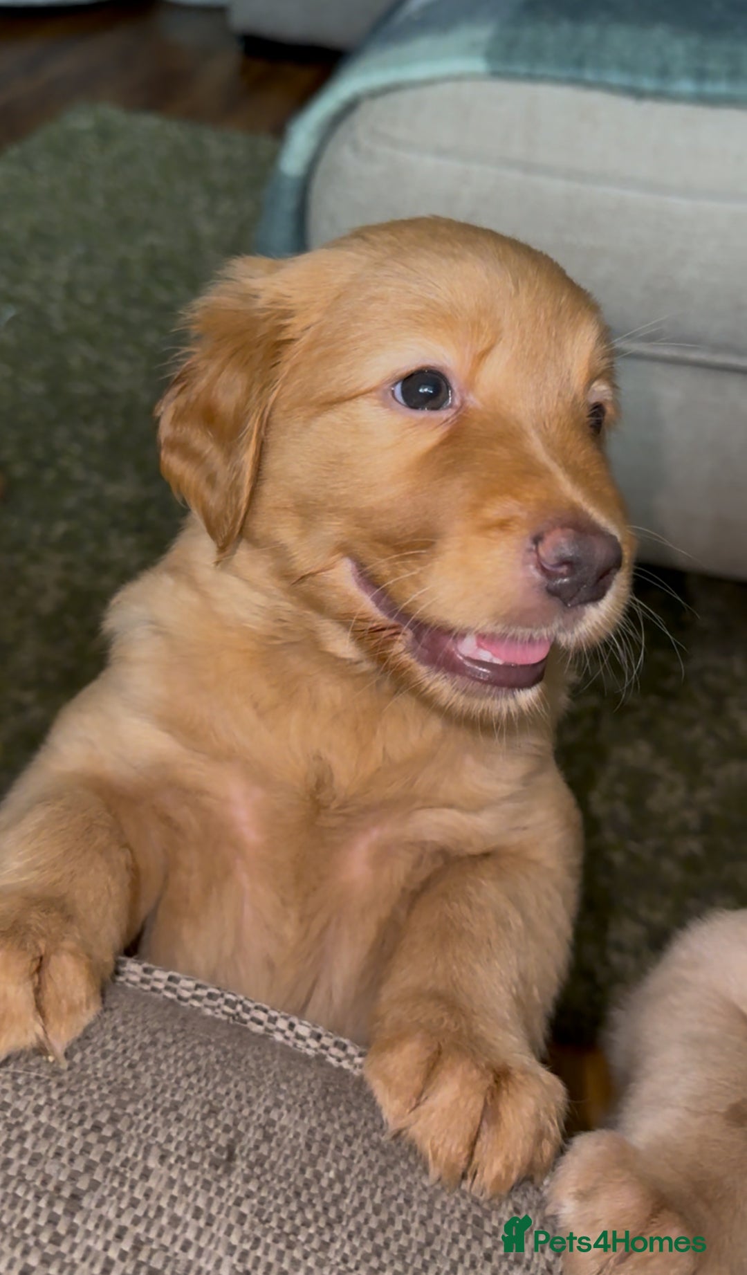 Labrador Retriever dogs for sale: Stunning Labrador Puppy's ( 4 girls, 3 boys ) - Image 1