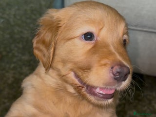 Labrador Retriever dogs - Advert 29