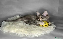 Maine Coon cats for sale: GCCF Black Smoke Maine Coon Kitten.  - Image 24