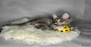 Maine Coon cats - Advert 16