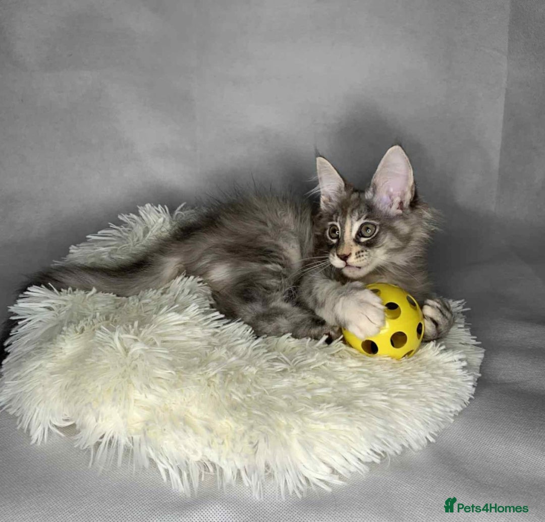 Maine Coon cats for sale: GCCF Black Smoke Maine Coon Kitten.  - Image 24