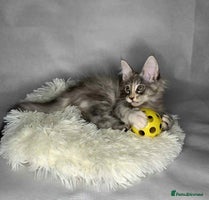 Maine Coon cats - Advert 2