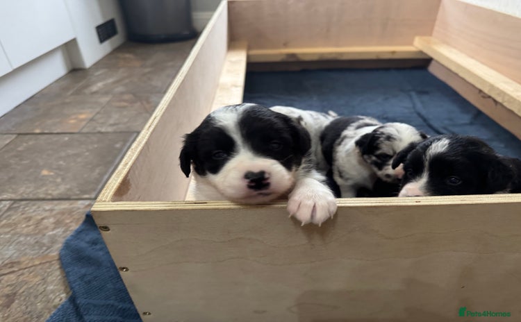 Border Collie dogs - Advert 13