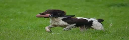 English Springer Spaniel dogs for sale: KC registered 2 L&W boy springer pups left - Advert 9