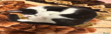Mishmish
