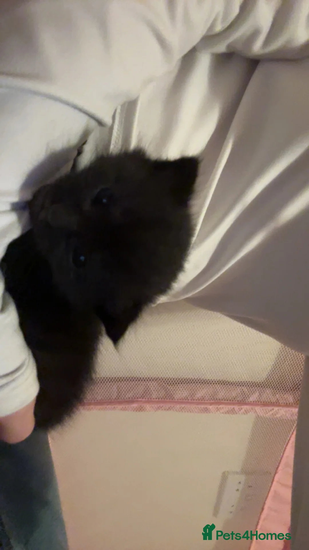 Mixed Breed cats for sale: Black female mix breed maine coon  - Advert 3