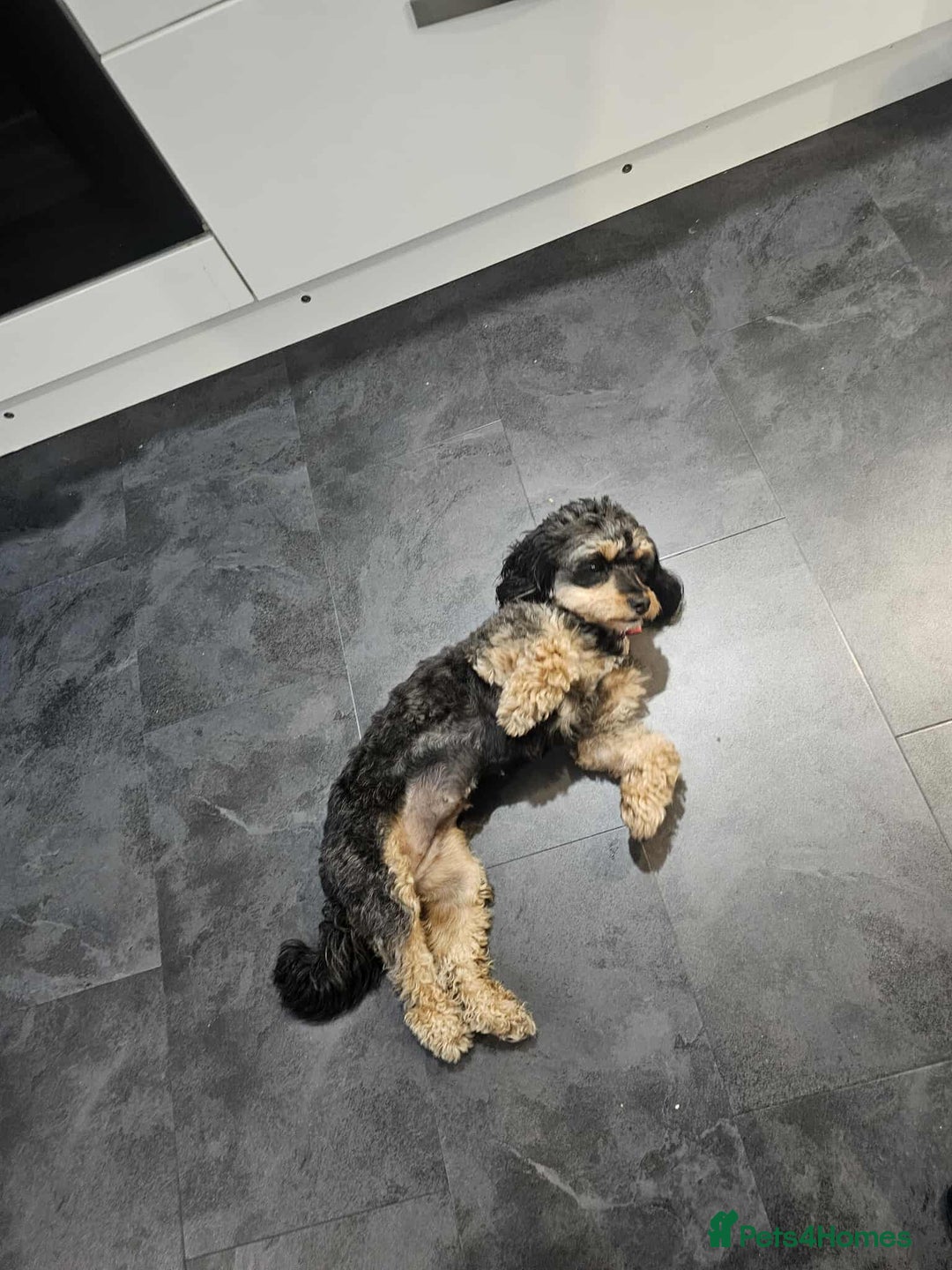 Cavapoochon dogs for sale: Two Year Old Female Cavapoochon - Image 4
