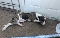 Mixed Breed dogs for sale: Three pups for sale  - Image 2