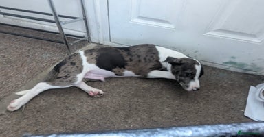 Mixed Breed dogs - Advert 2