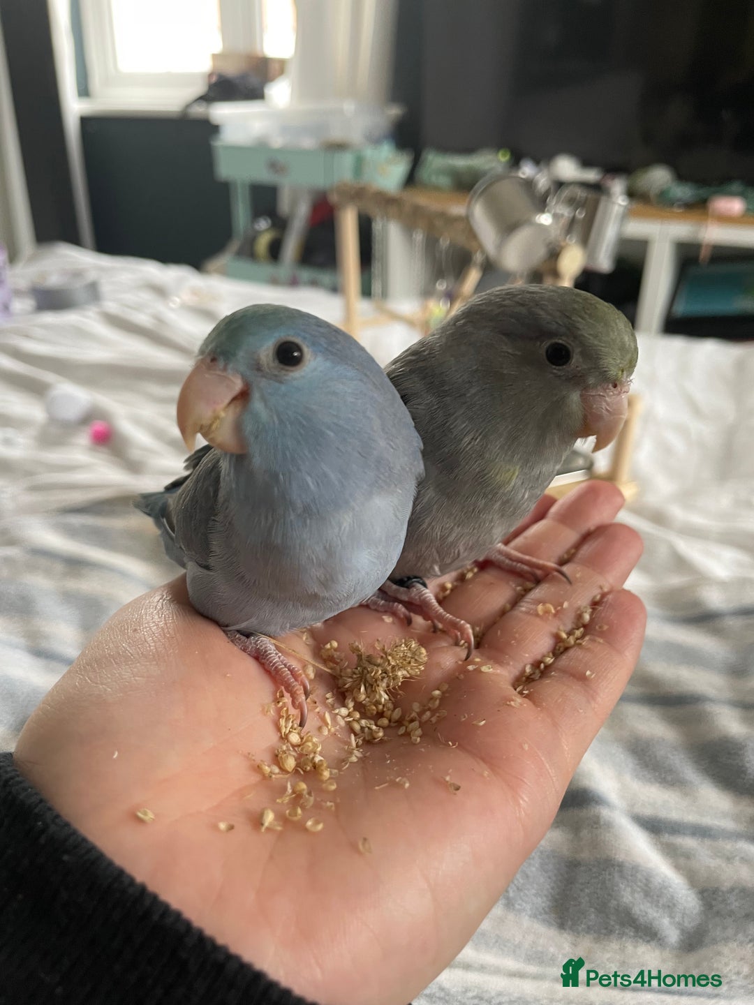 Parrots birds for sale: Pair of Parrotlet's  - Advert 11