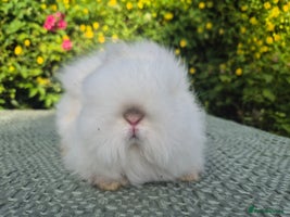 Netherland Dwarf rabbits - Advert 4