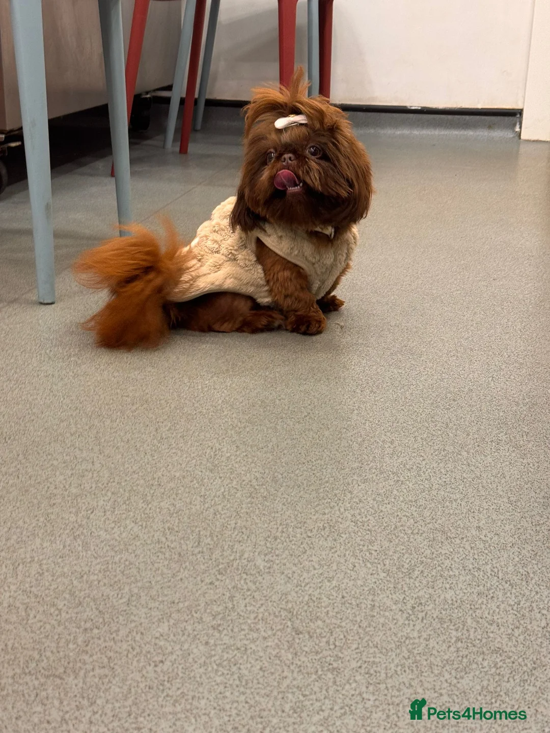 Shih Tzu dogs for stud: 🐶💎 Bumble – Imperial Shih Tzu Stud, kc reg 💎🐶 in Liverpool - Advert 4