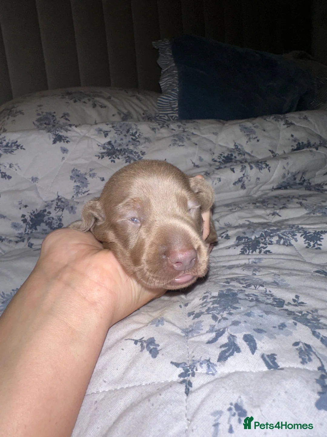 Dachshund dogs for sale: Dachshund puppies - Advert 2