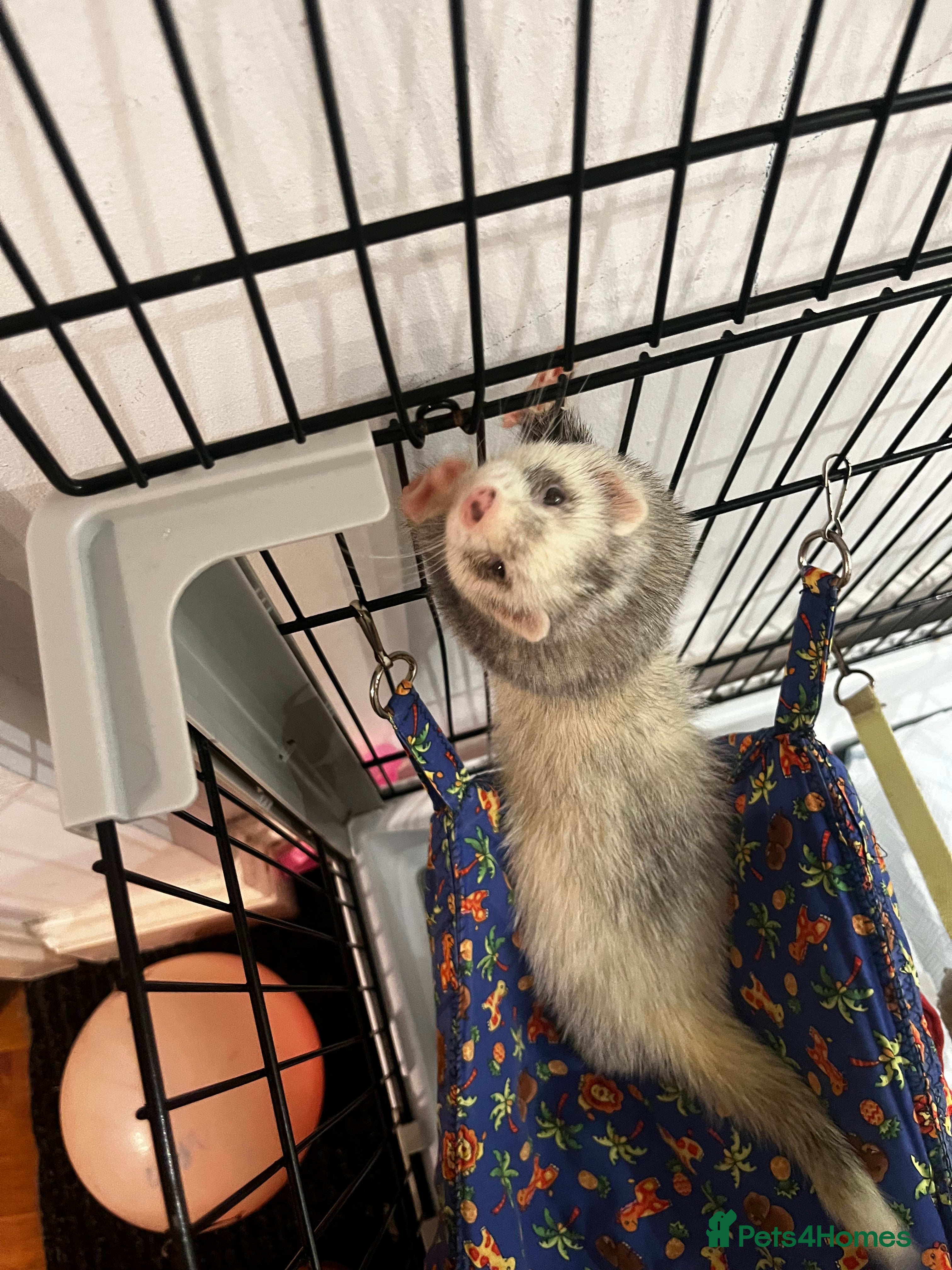 English rabbits Ferret  - Advert 1